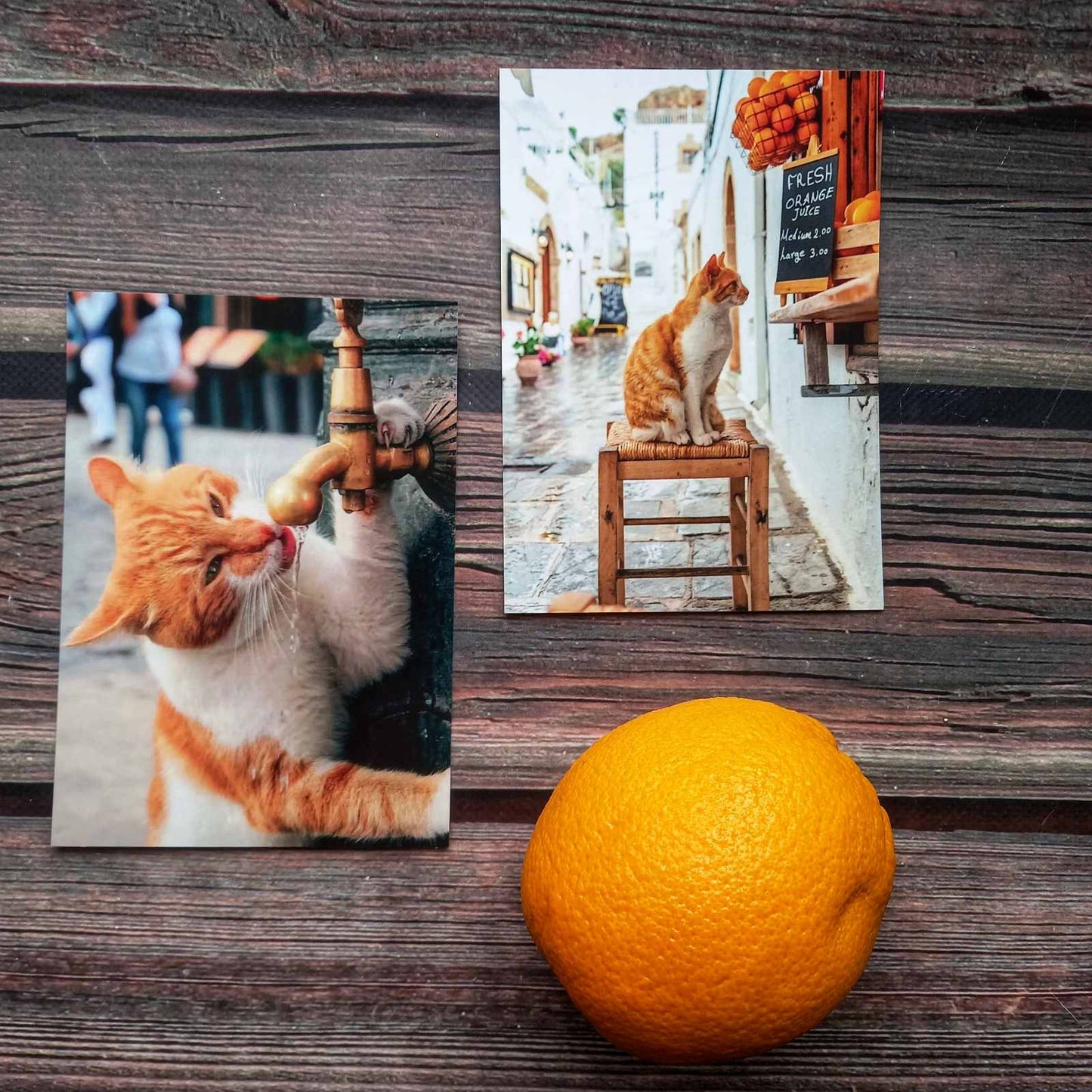 “Taste of Summer” Cat Postcard