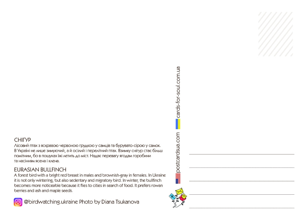 "Eurasian Bullfinch" Photo Postcard