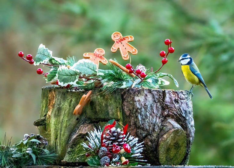 A curious titmouse postcard