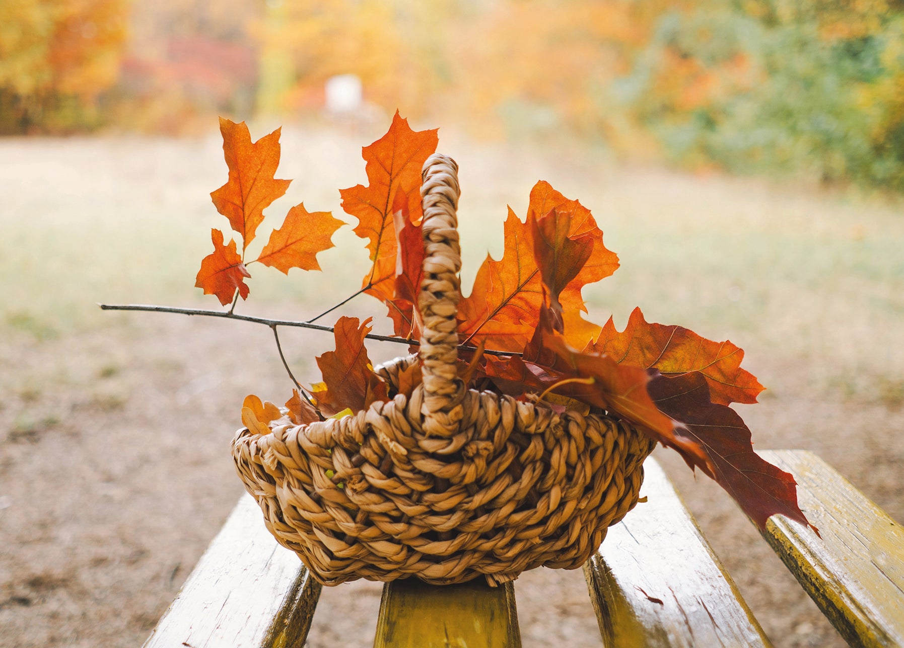 Autumn in a basket postcard
