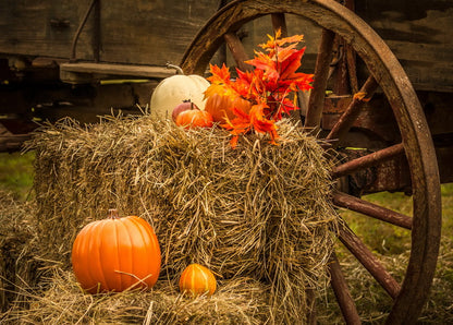 Golden Harvest Season Card