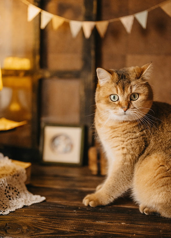 british cat in retro style postcard