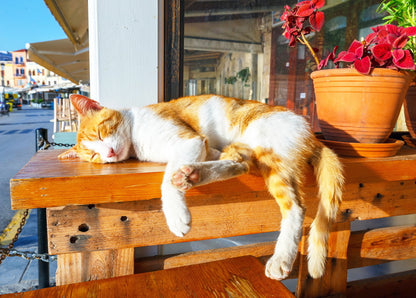 “Sea Siesta” Cat Postcard - Postal Ukraine
