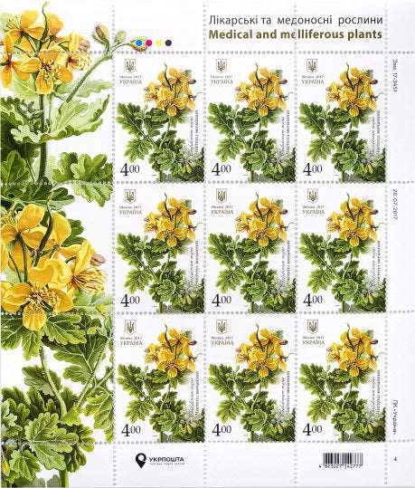 Sheet Ordinary celandine Medicinal aplants