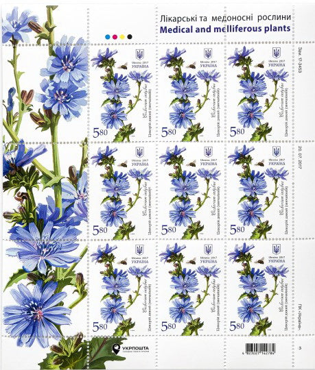 Sheet Wild CHICORY Medicinal plants