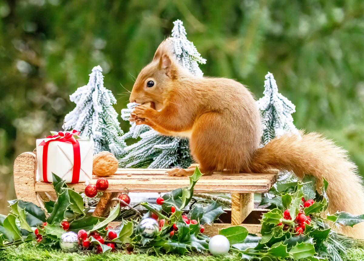 Squirrel at winter tea bath postcard