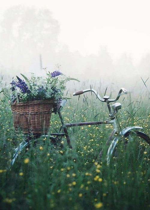 bicycle summer field photo postcard