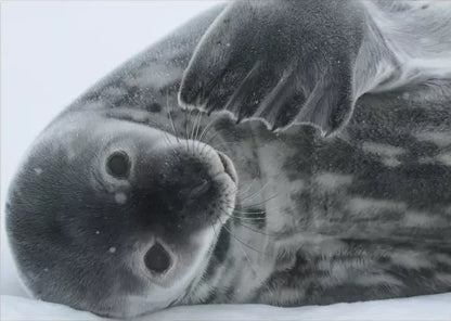 Postal set “30 years of the Antarctic station "Akademik Vernadsky"" - Postal Ukraine