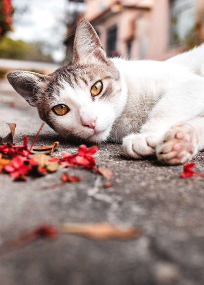 cat postcard, autumn cat postcard