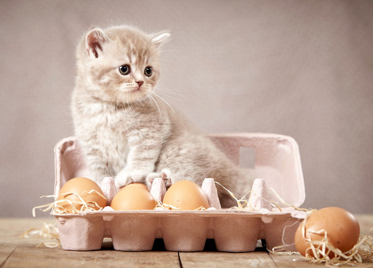 Cute Kitten in Egg Carton Postcard