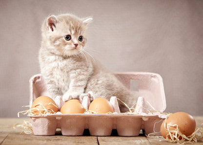 Cute Kitten in Egg Carton Postcard