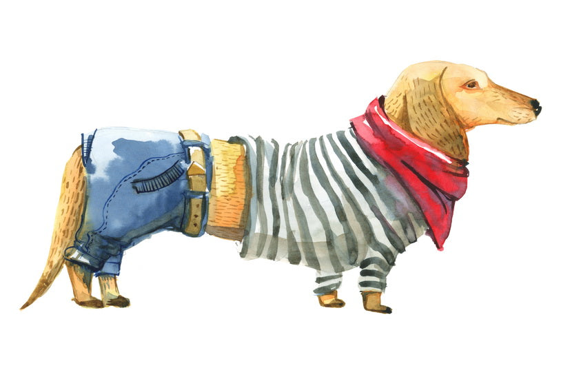 Postcard “Dachshund in a waistcoat”