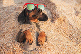 "Dachshund on the beach" Photo Postcard