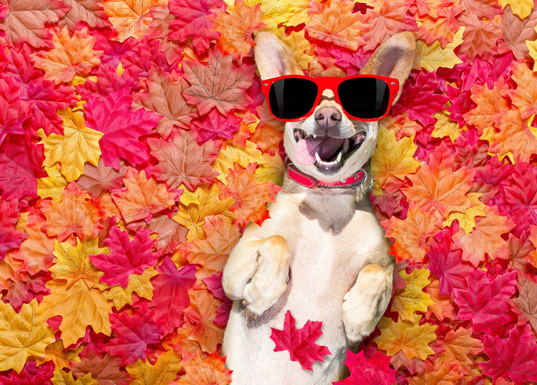 Dog in autumn leaves postcard