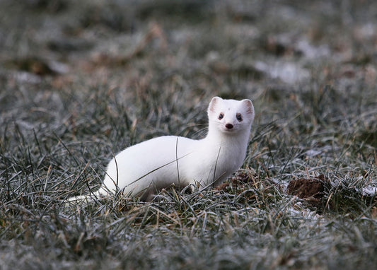 Ermine postcard
