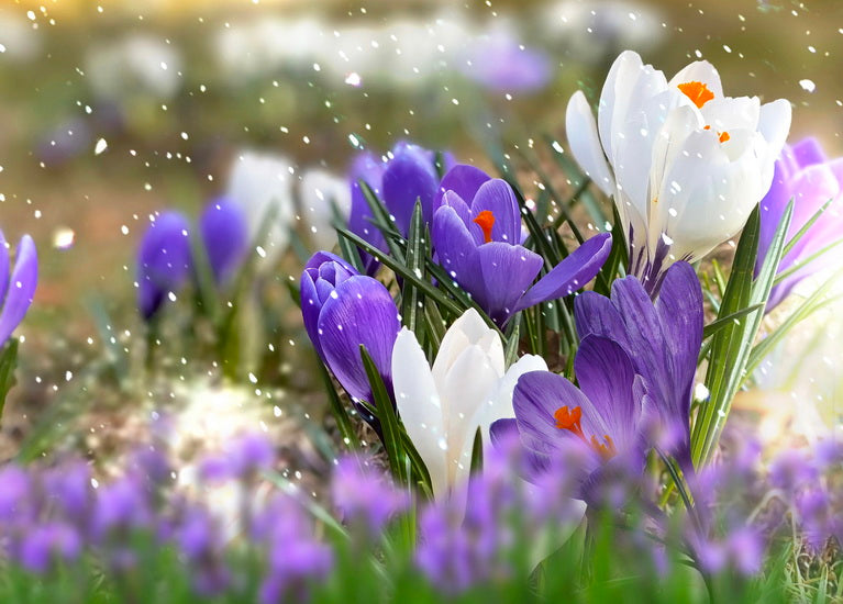 Postcard First spring flowers