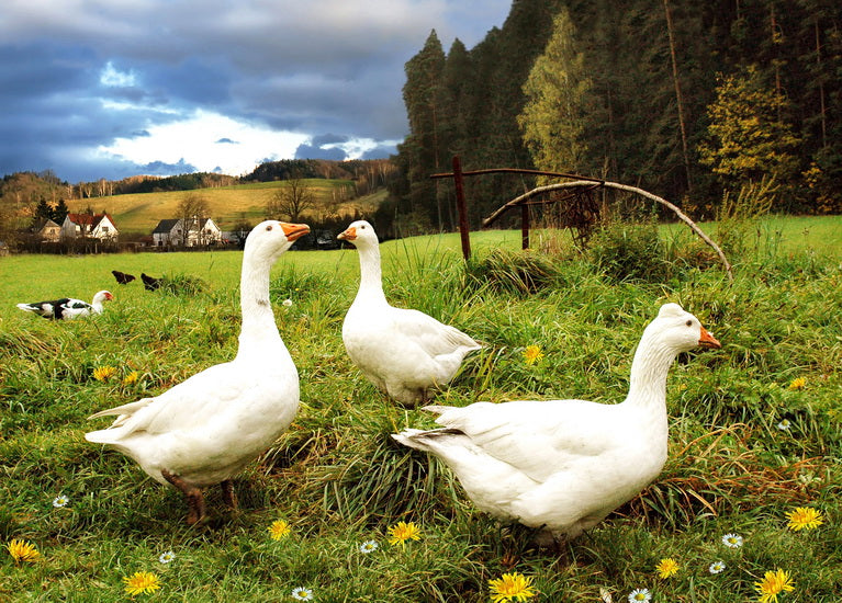 geese on a spring meadow postcard