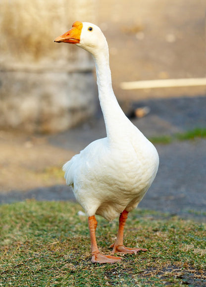 goose postcard