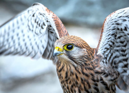 A common kestrel postcard