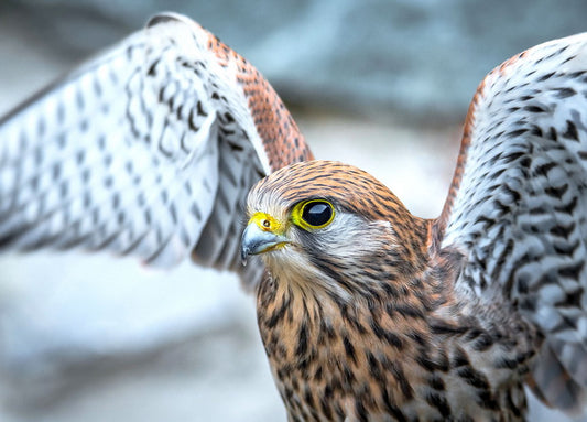 A common kestrel postcard
