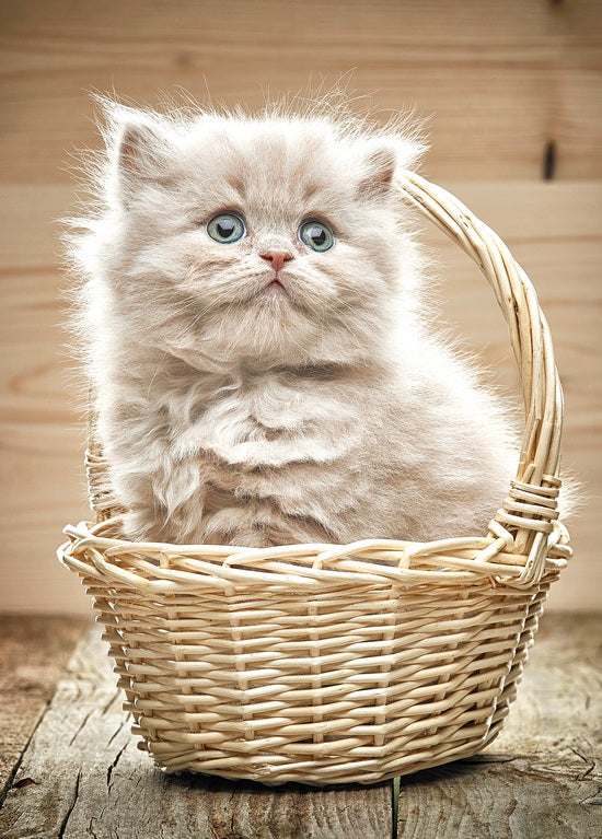 blue-eyed kitten card