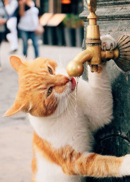 Taste of Summer Cat Postcard