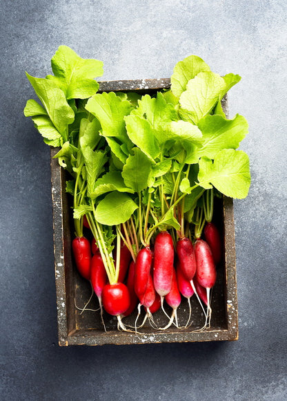 Radish Postcard