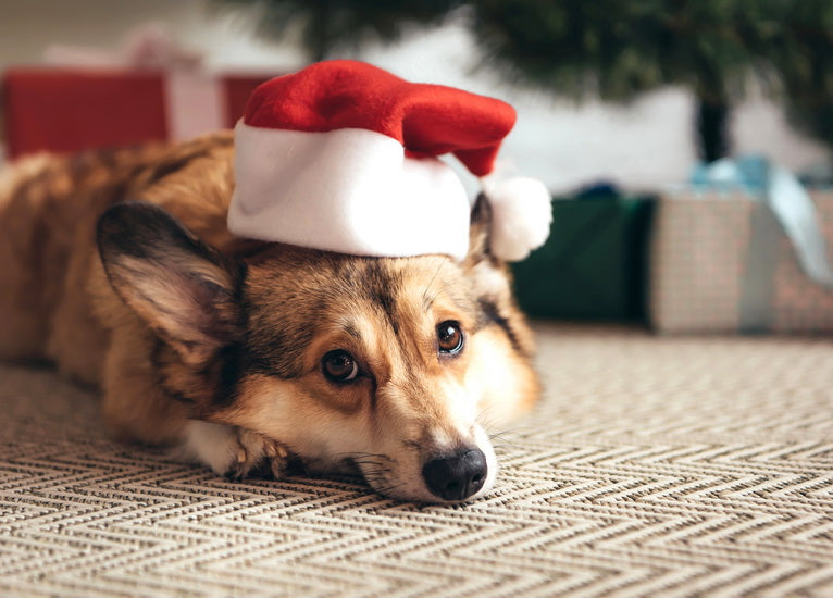 Santa’s dog postcard