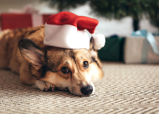 Santa’s dog postcard