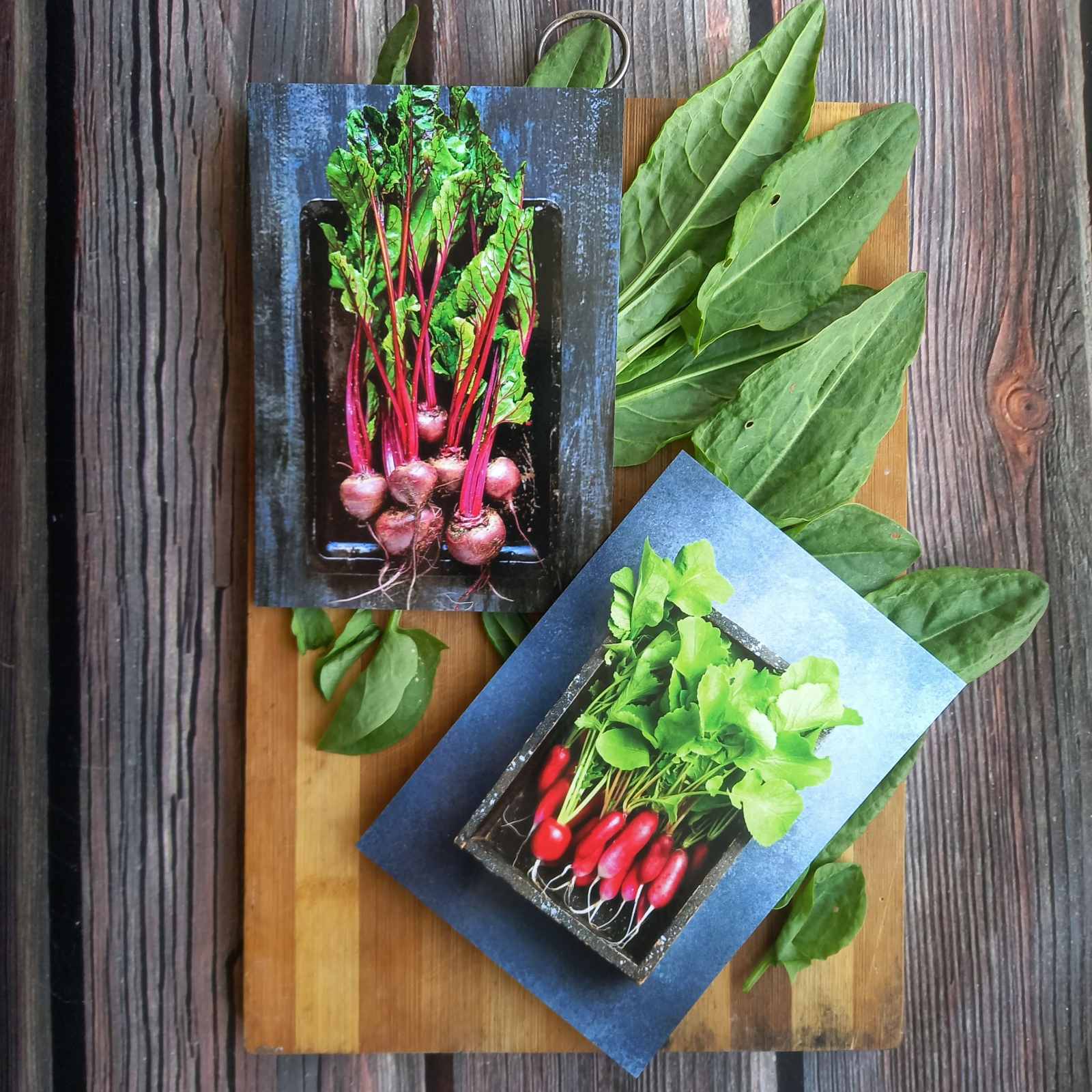 Radish Postcard - Postal Ukraine