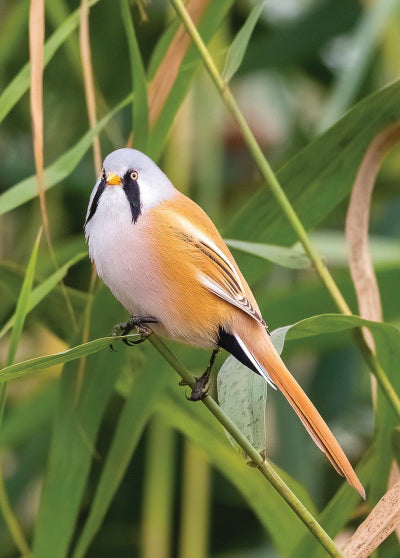 Bearded reedling postcard