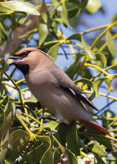 Bohemian waxwing card