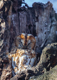 "Tawny Owl" Photo Postcard