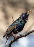 Common starling card