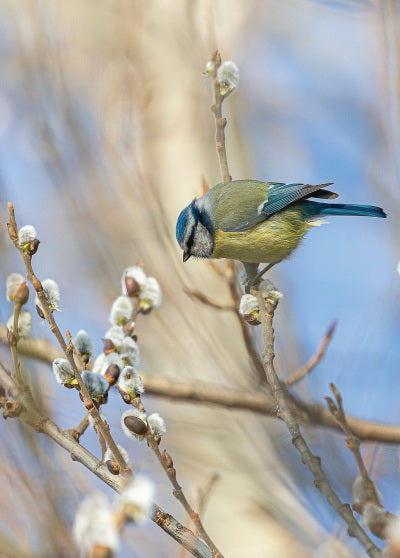 Eurasian blue tit postcard, tit card