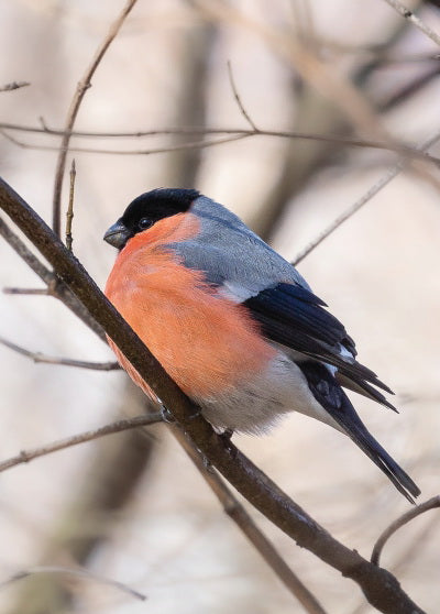 Eurasian bullfinch card