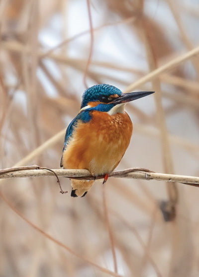 kingfisher postcard, kingfisher card