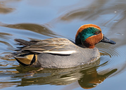 "Common Teal" Photo Postcard