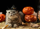 Witch's cat postcard, Halloween cat card