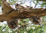 Long-eared Owl card