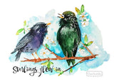 birds postcard, spring birds postcard, postcard starlings, birds in spring postcard