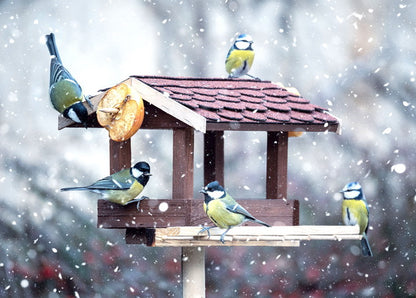 bird feeder card, titmouse postcard