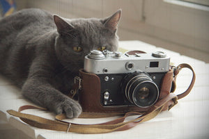 "Cat photographer" Photocard