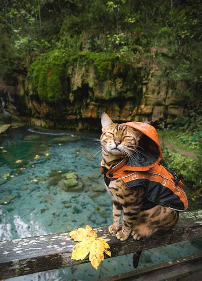 Postcard with a charming cat, Postcard with a cat