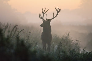 deer photo, deer photocard, deer in the fog photocard,