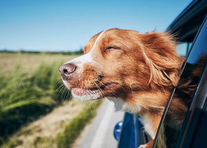 dog in the car postcard