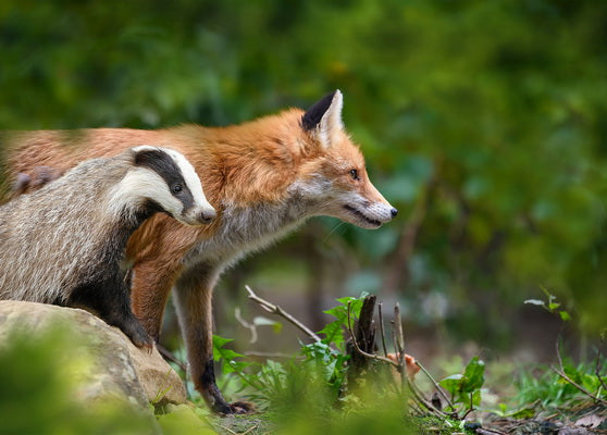 fox badger card, fox postcard, badger card