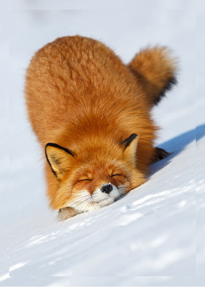 fox in the snow postcard, fox card, red fox card