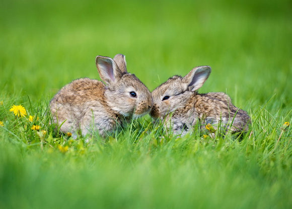 hares postcard, little hares postcard