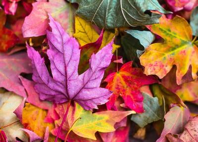 Autumn Foliage Postcard 